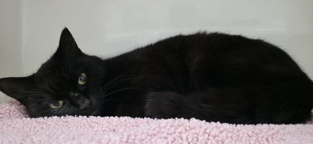 Gallery image: Morgana