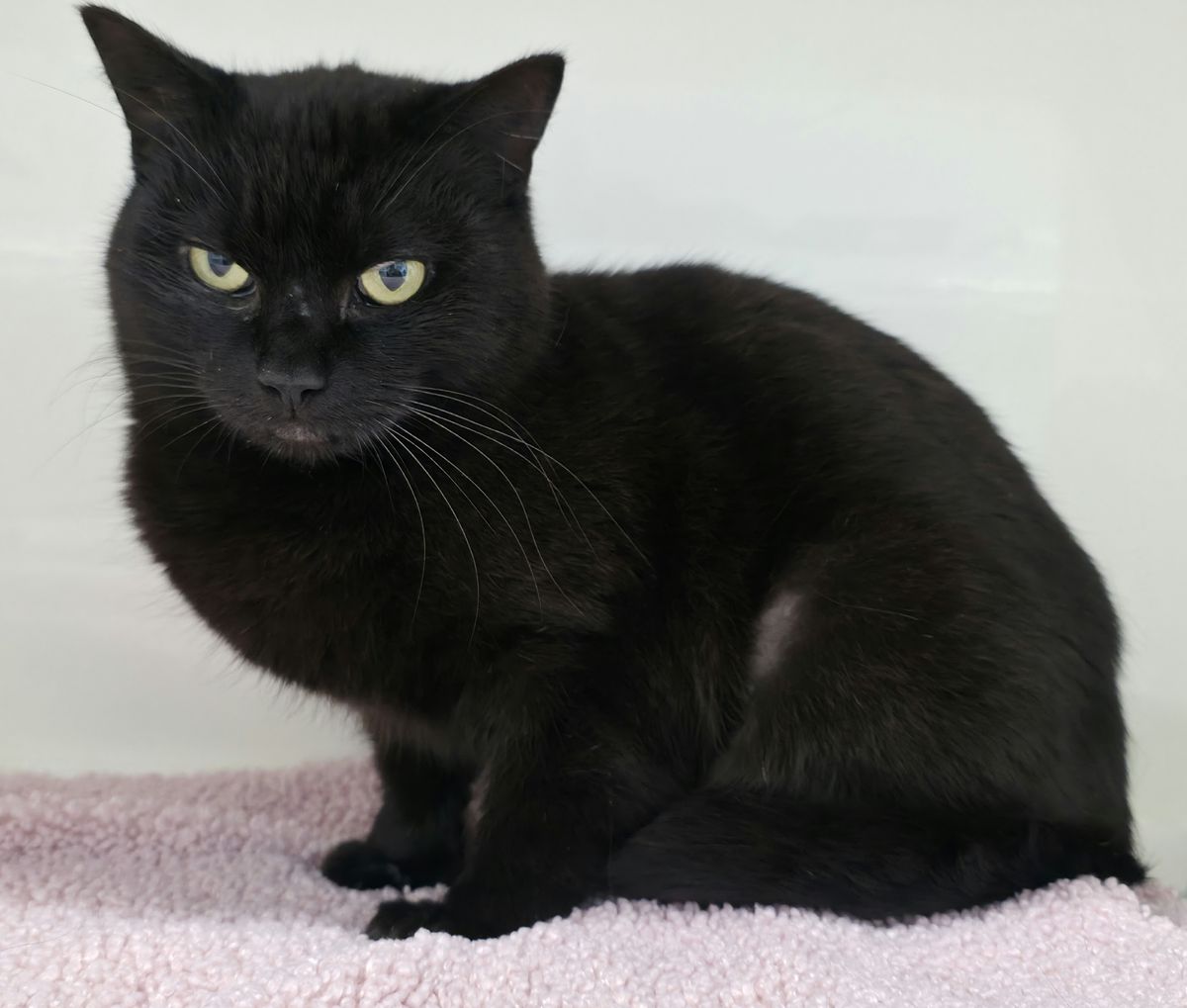 Gallery image: Morgana