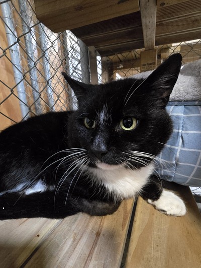 Khalid - Domestic Short Hair