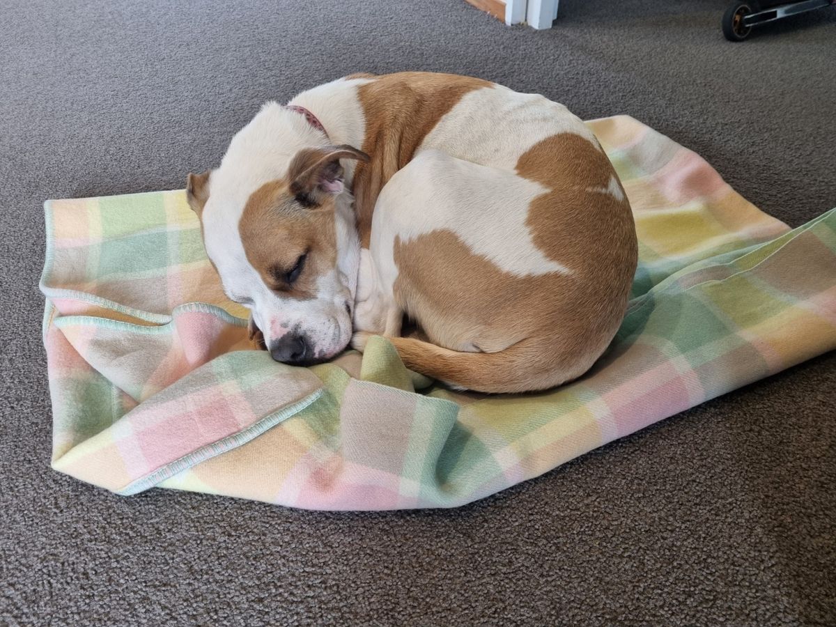 Gallery image: Layla