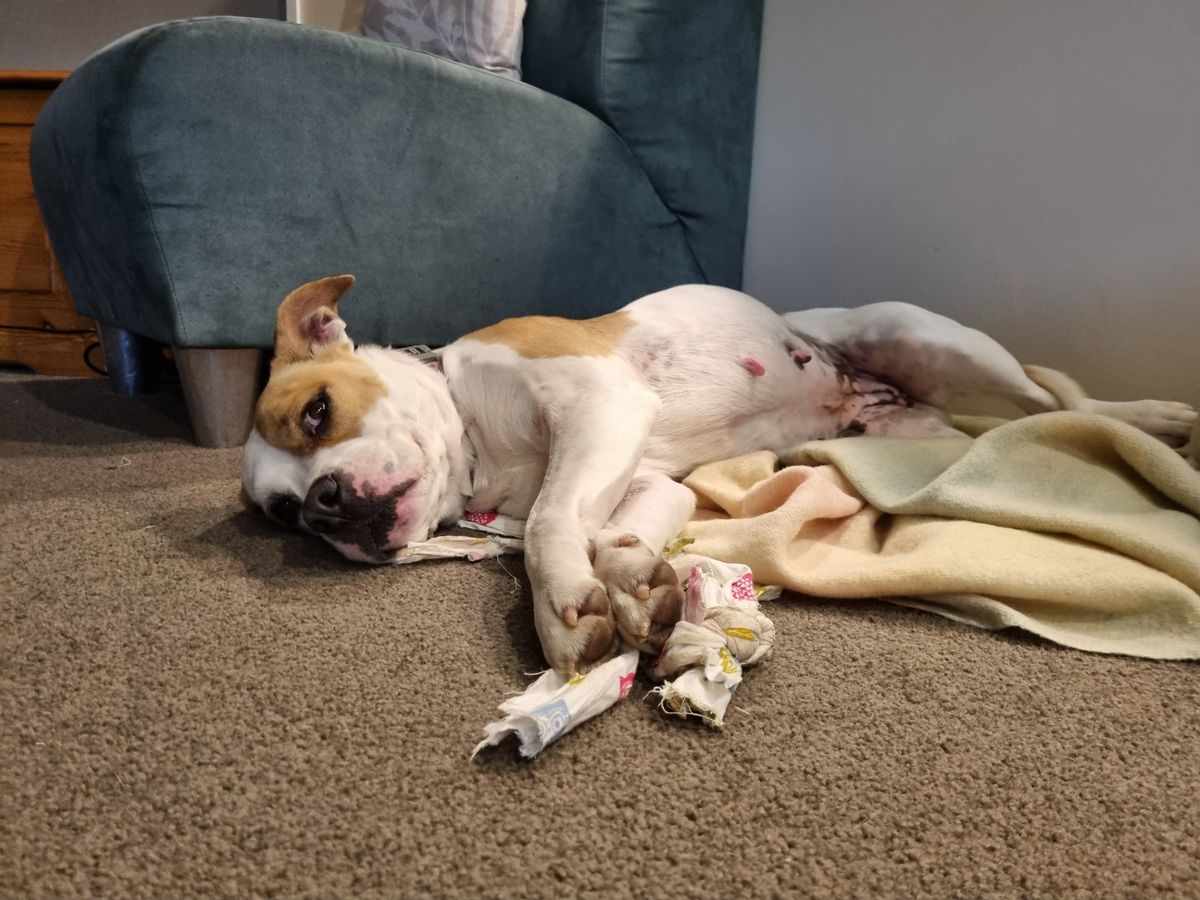 Gallery image: Layla