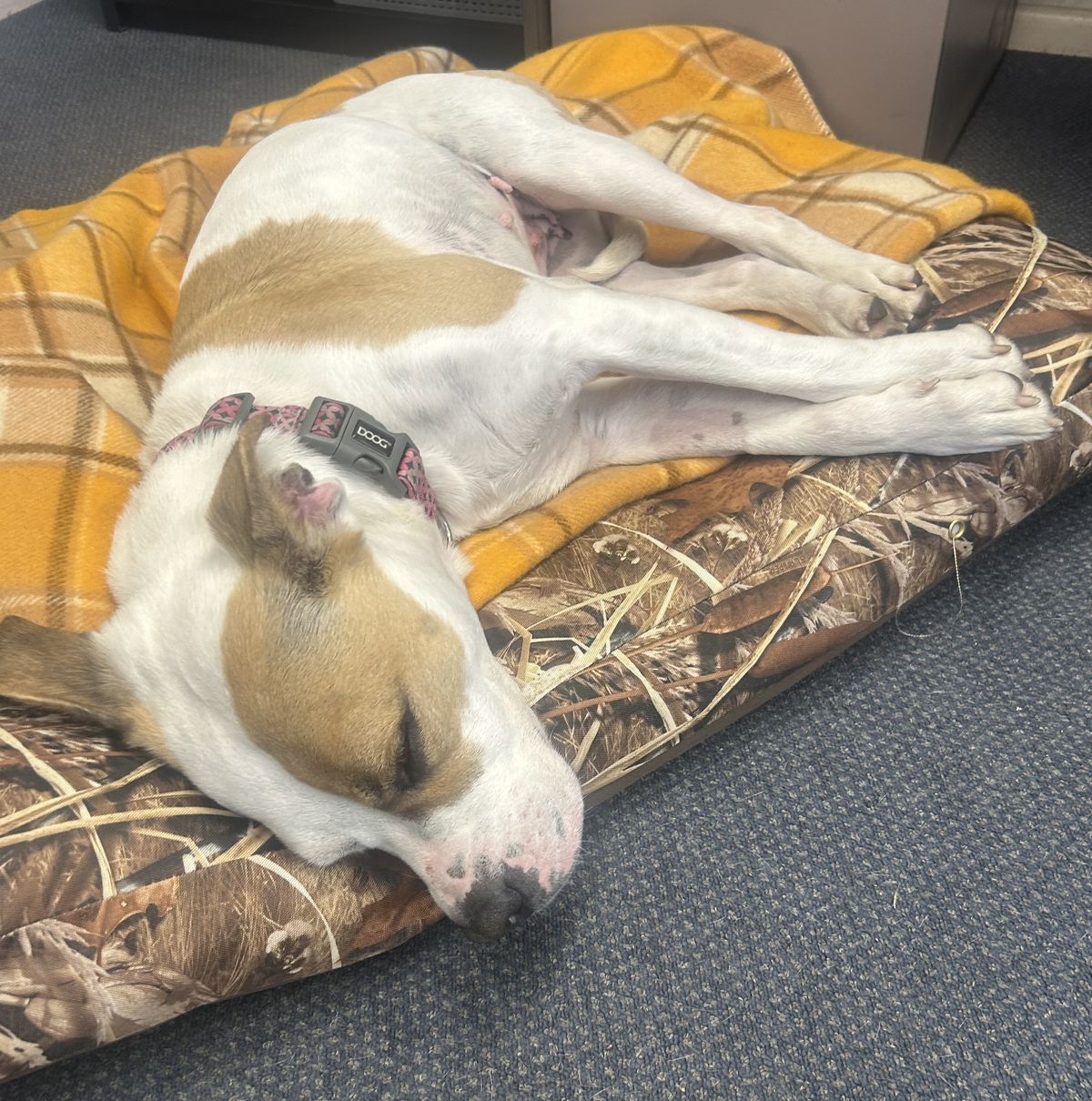 Gallery image: Layla