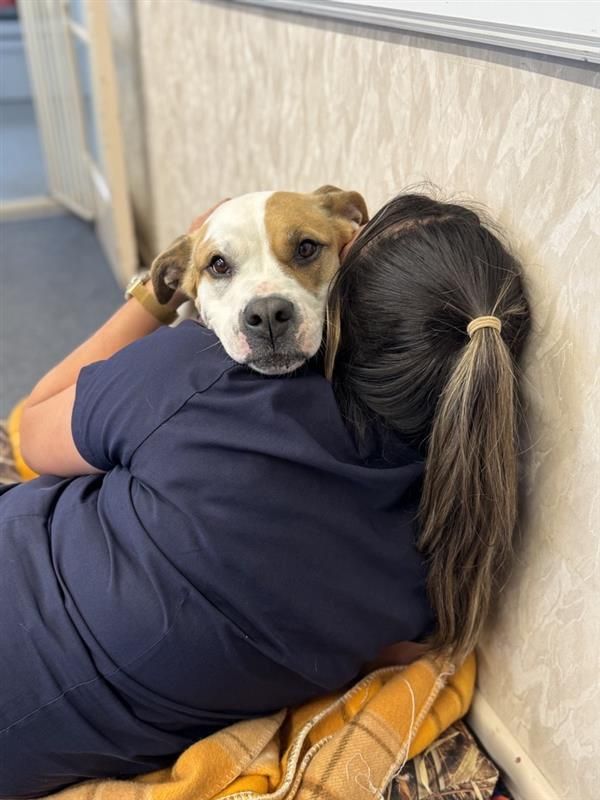 Gallery image: Layla