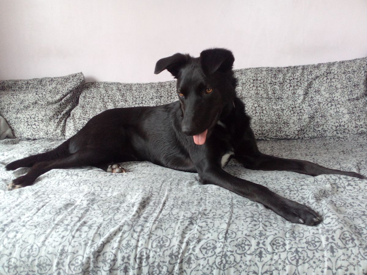 Gallery image: Lucky