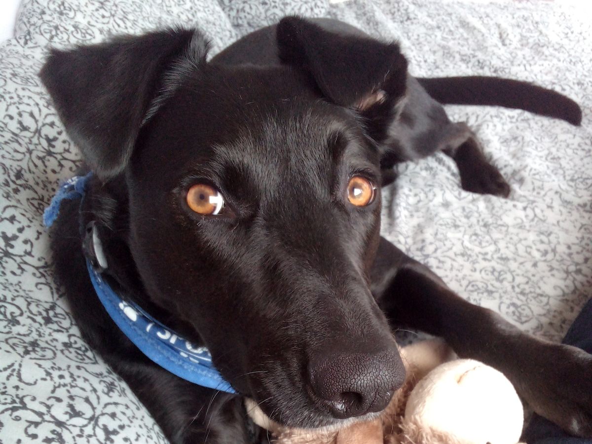 Gallery image: Lucky