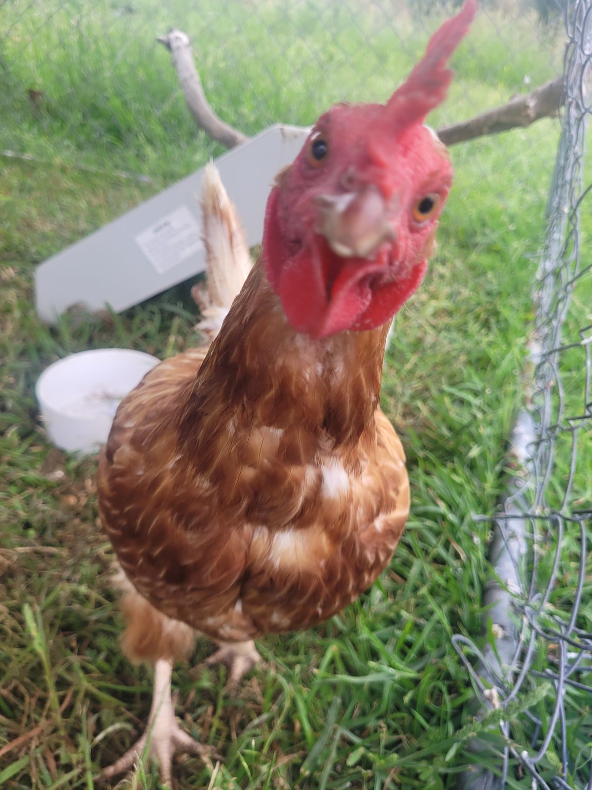 Gallery image: Bambam