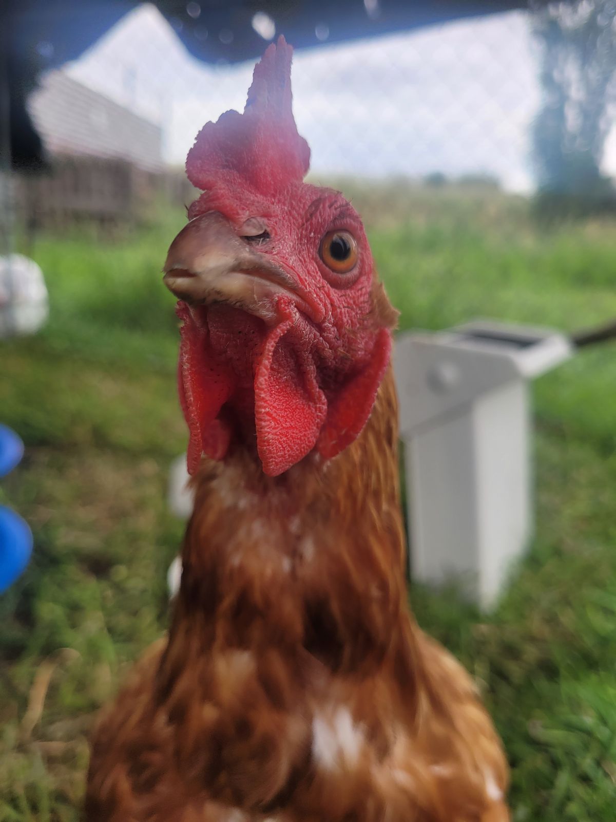 Gallery image: Bambam