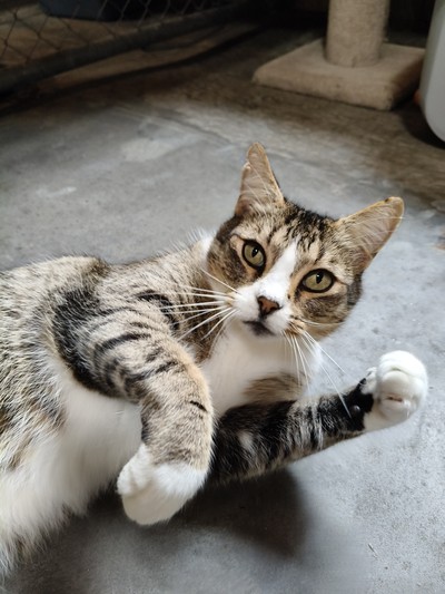 Buck - Domestic Short Hair