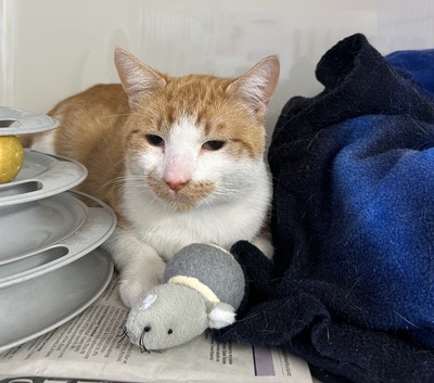 Ernie - Domestic Short Hair