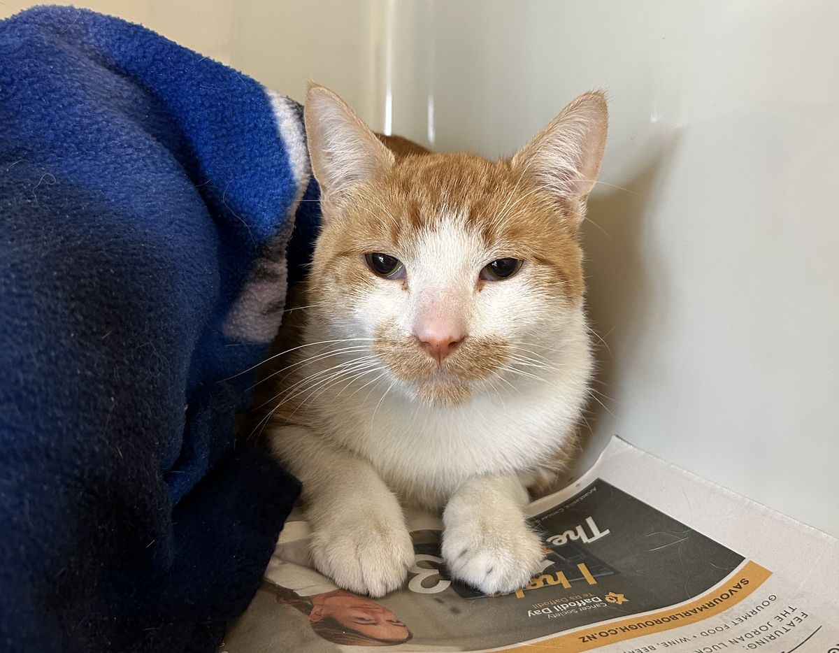 Gallery image: Ernie