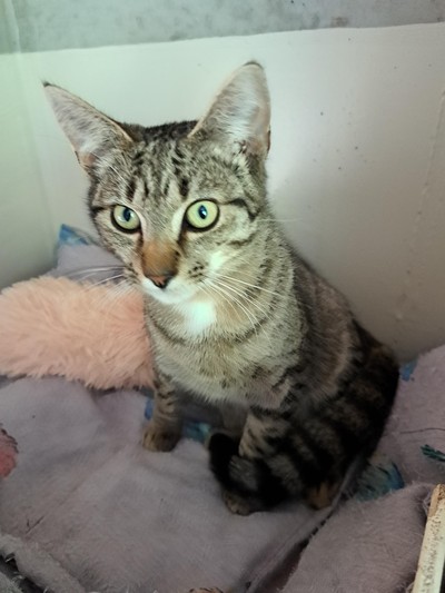 Harper - Domestic Short Hair