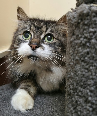 Mauser - Domestic Longhair