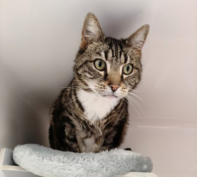 McKenzie - Domestic Short Hair