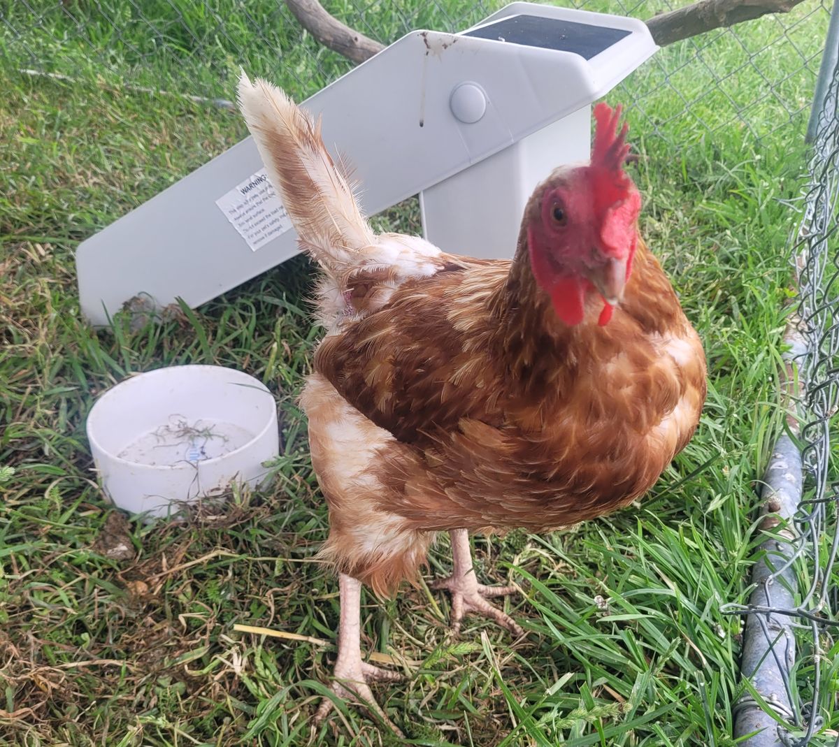 Gallery image: Bambam