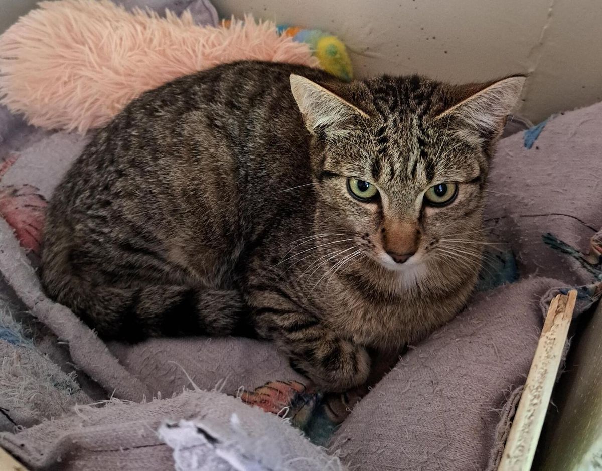 Gallery image: Harper