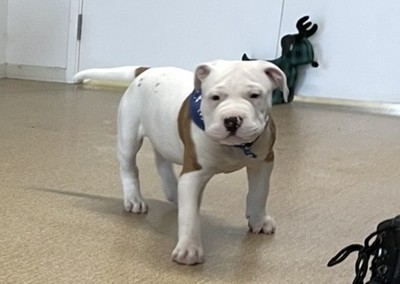 Frank - American Bulldog