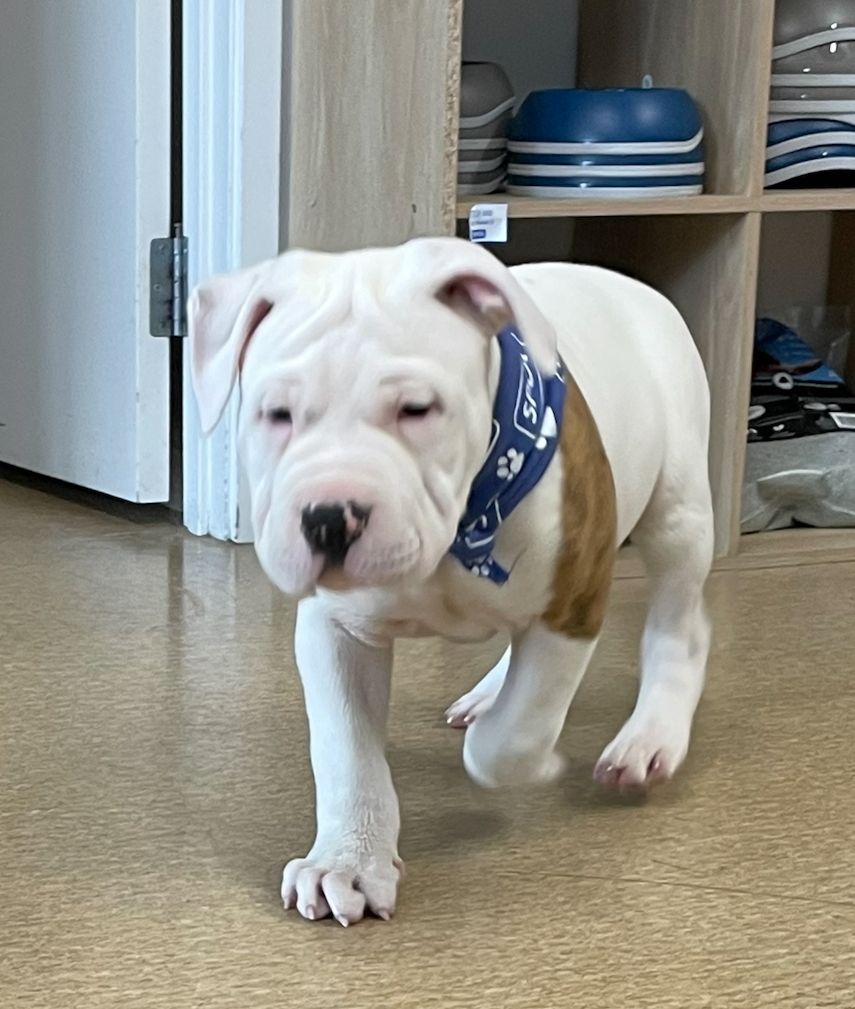 Gallery image: Frank