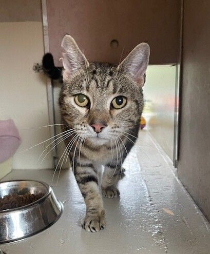 Gallery image: Lizzy