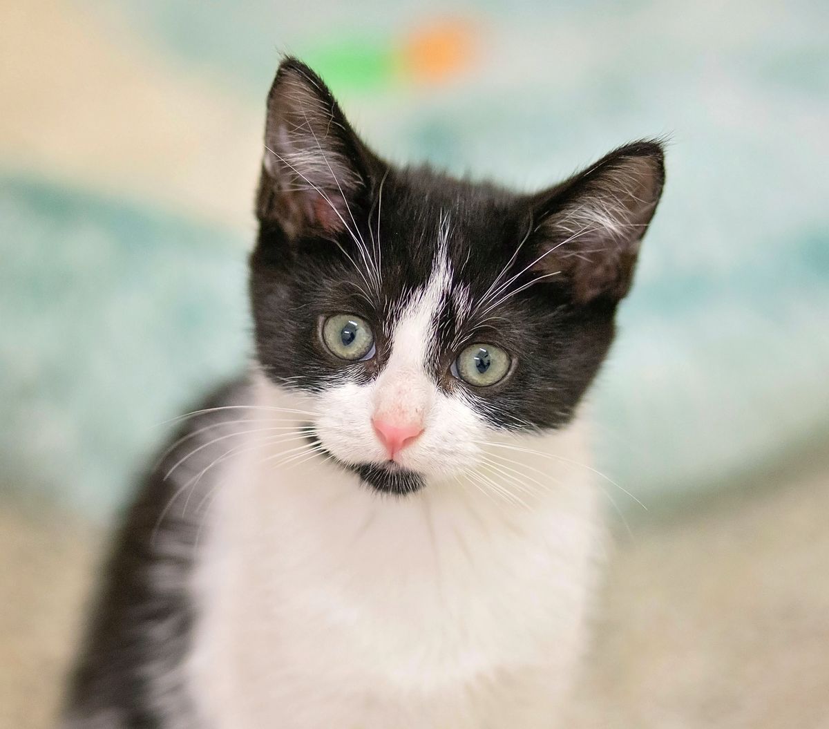 Gallery image: Celeste