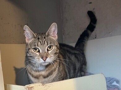 Gallery image: Lizzy