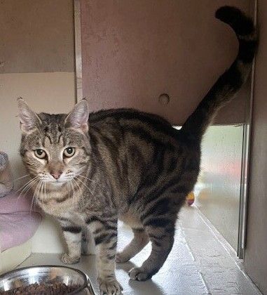 Gallery image: Lizzy