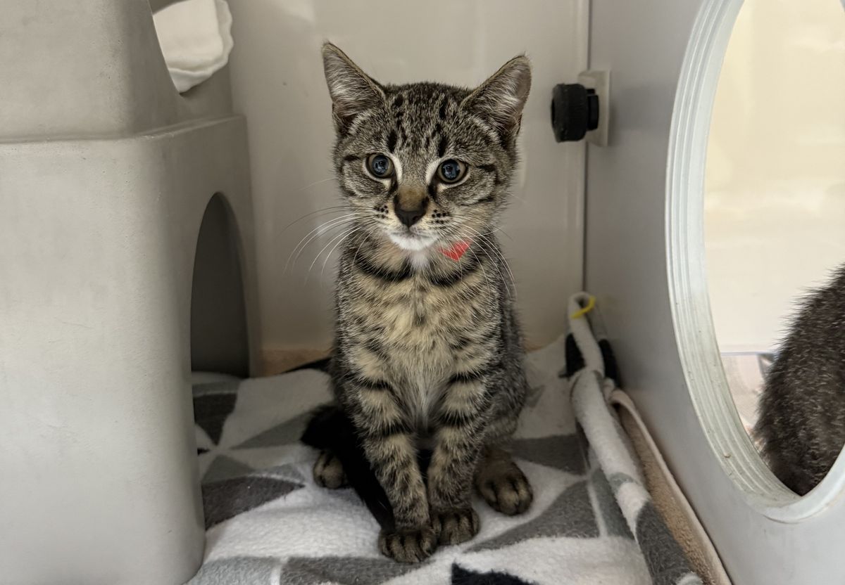 Gallery image: Harriet