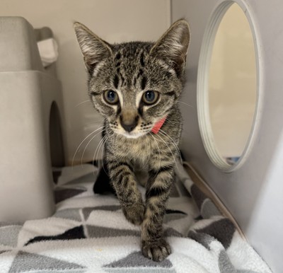 Harriet - Domestic Short Hair