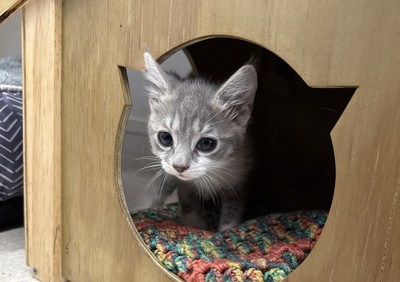 Sterling  - Domestic Short Hair