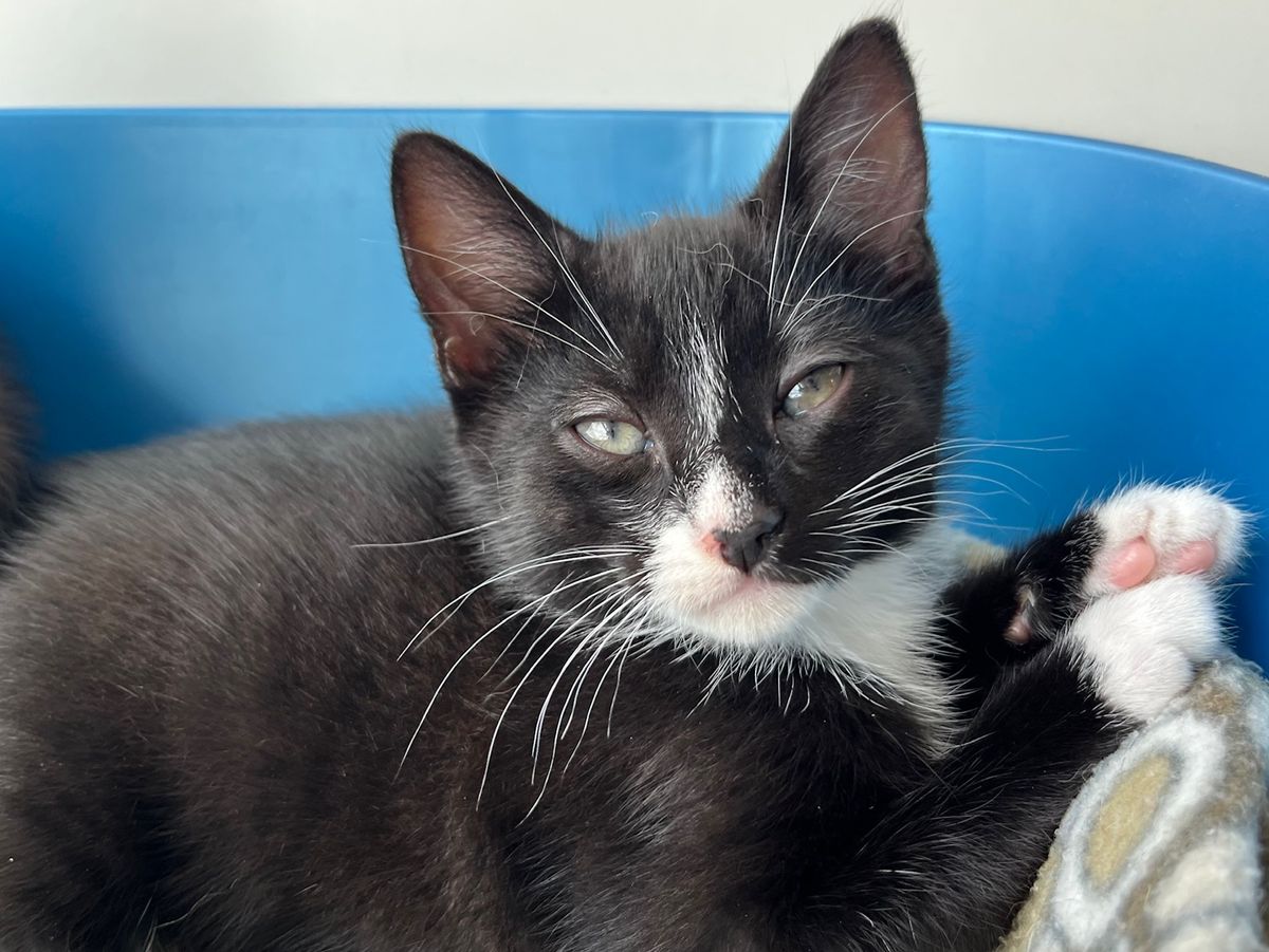 Gallery image: Bronco