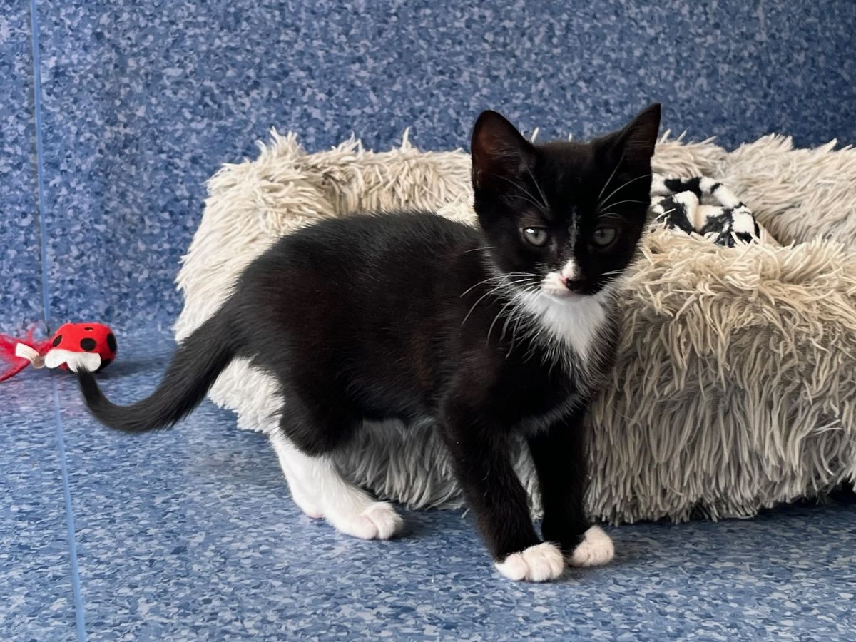 Gallery image: Bronco