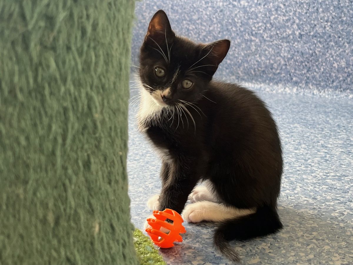 Gallery image: Bronco