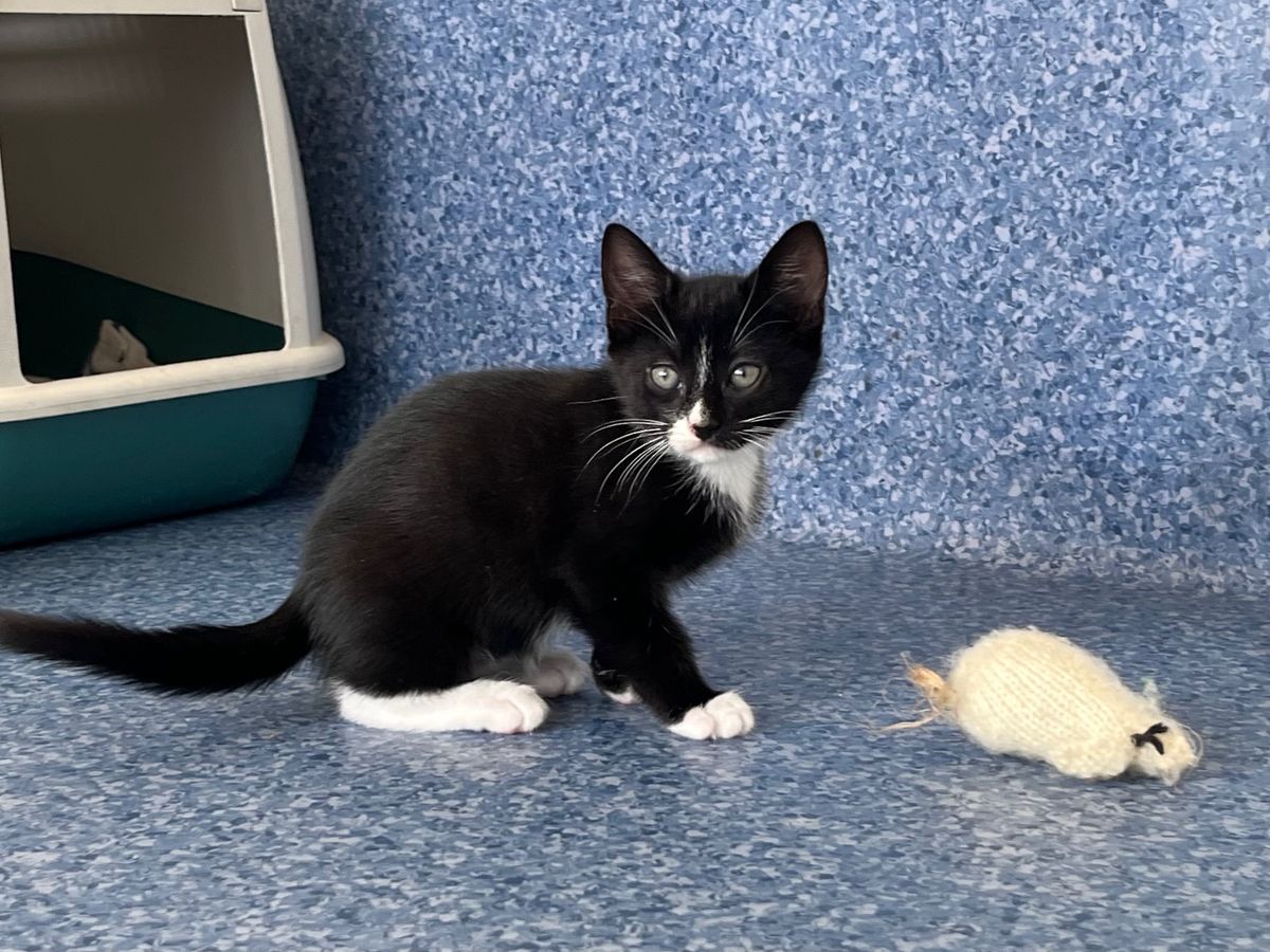 Gallery image: Bronco