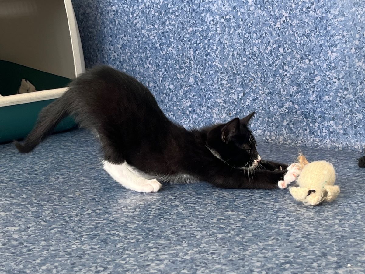 Gallery image: Bronco