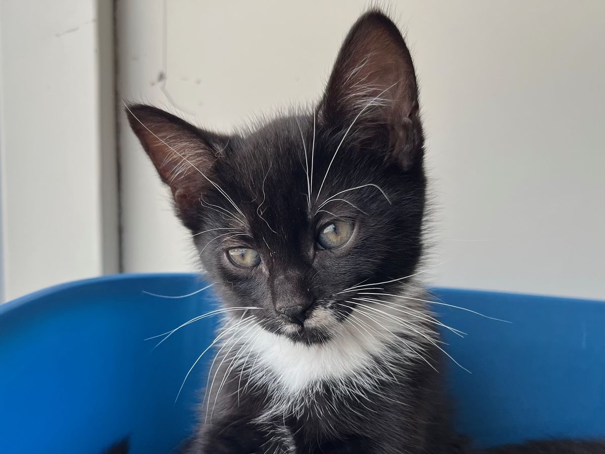 Gallery image: Titan