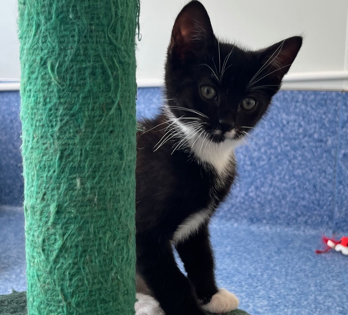 Gallery image: Titan