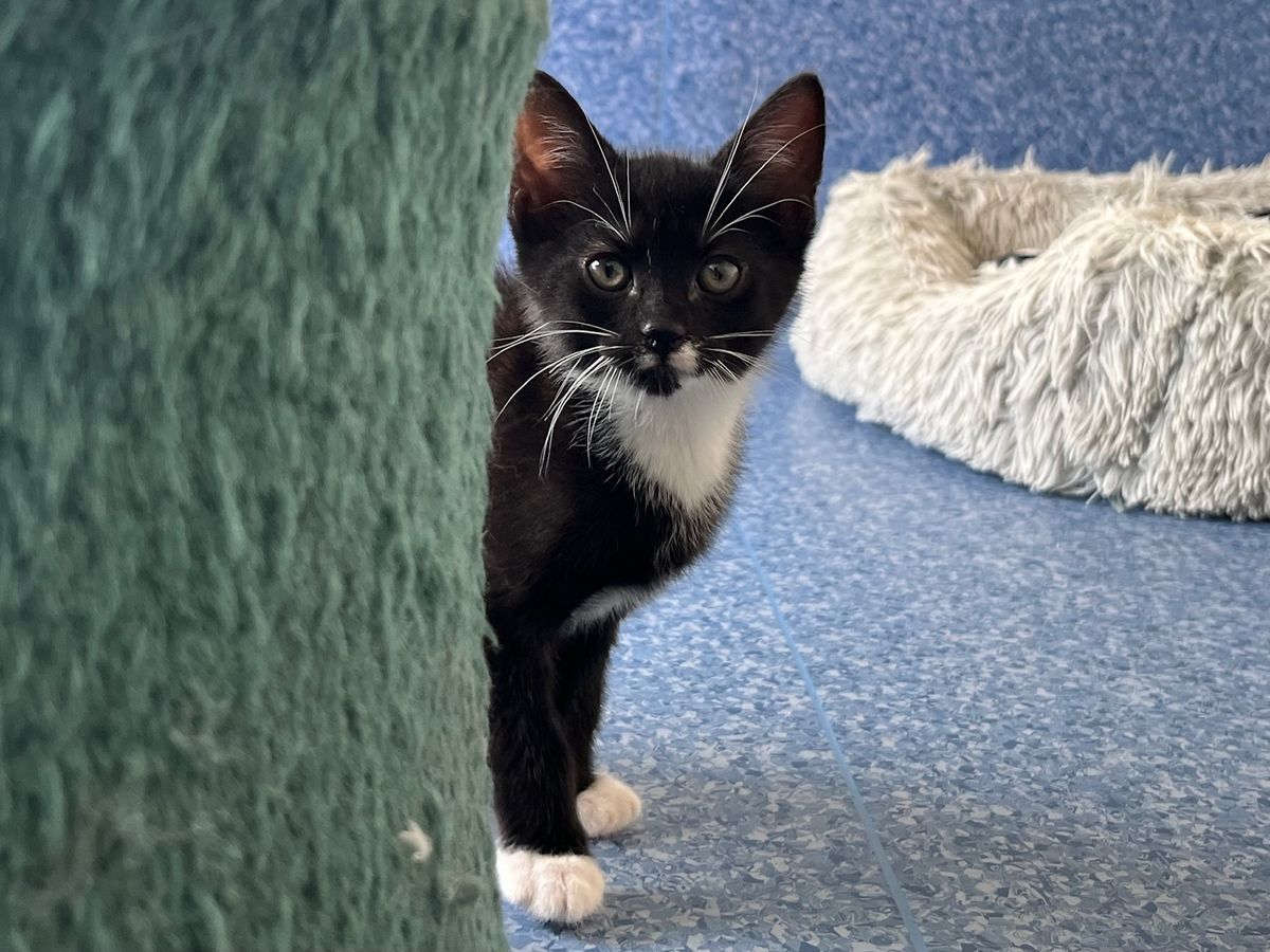 Gallery image: Titan