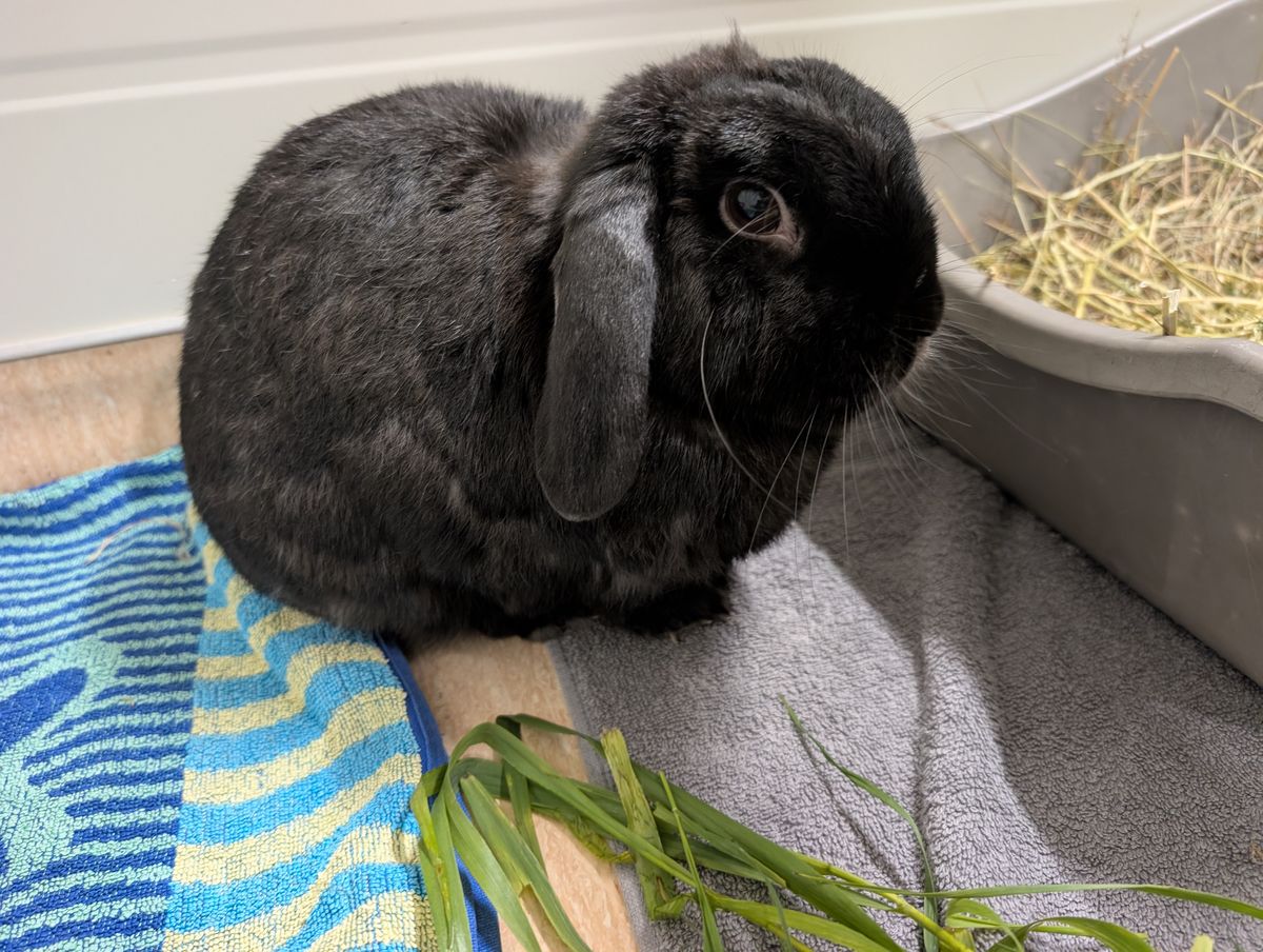 Gallery image: Pepper