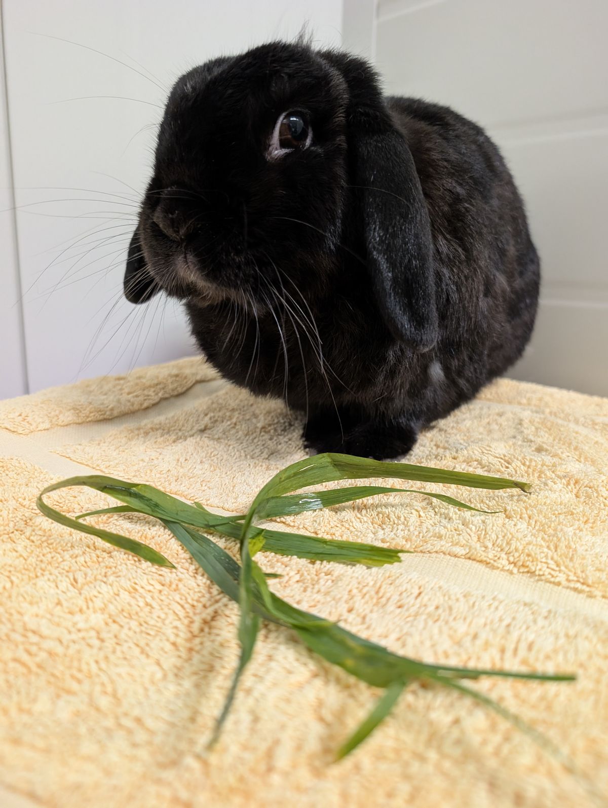 Gallery image: Pepper