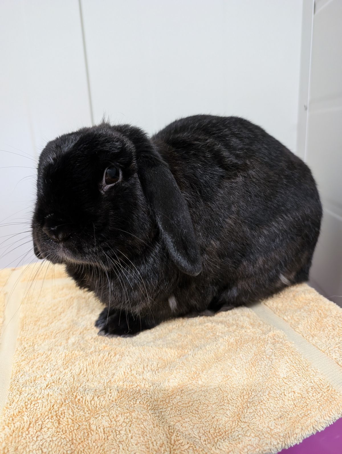 Gallery image: Pepper