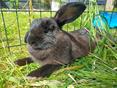 Berry  - Mini Lop