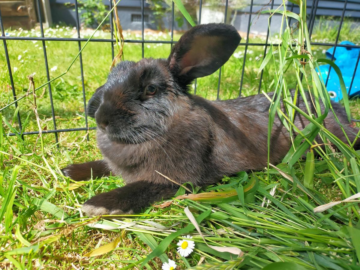 Gallery image: Berry 