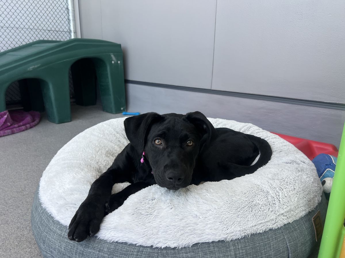 Gallery image: Freya