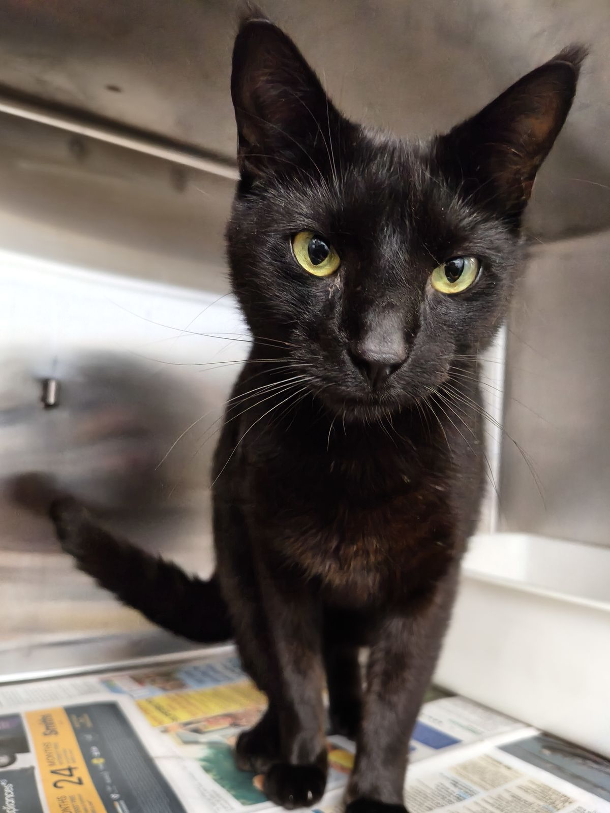 Gallery image: Hakari