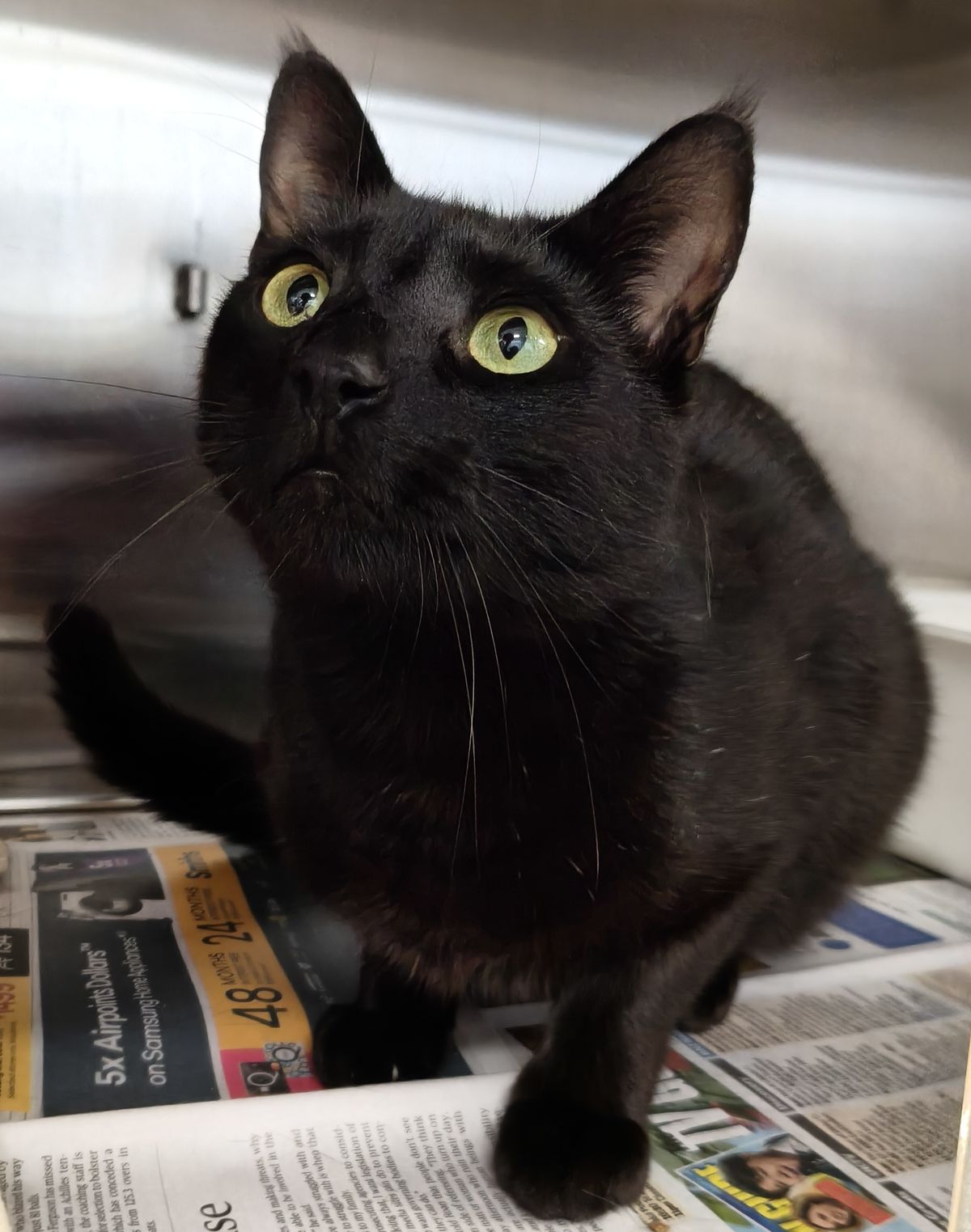 Gallery image: Hakari