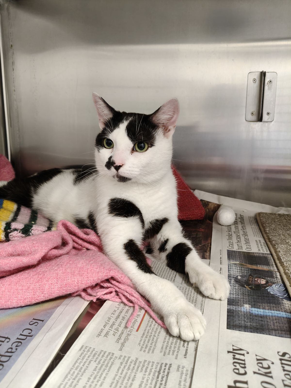 Gallery image: Monsieur Moo