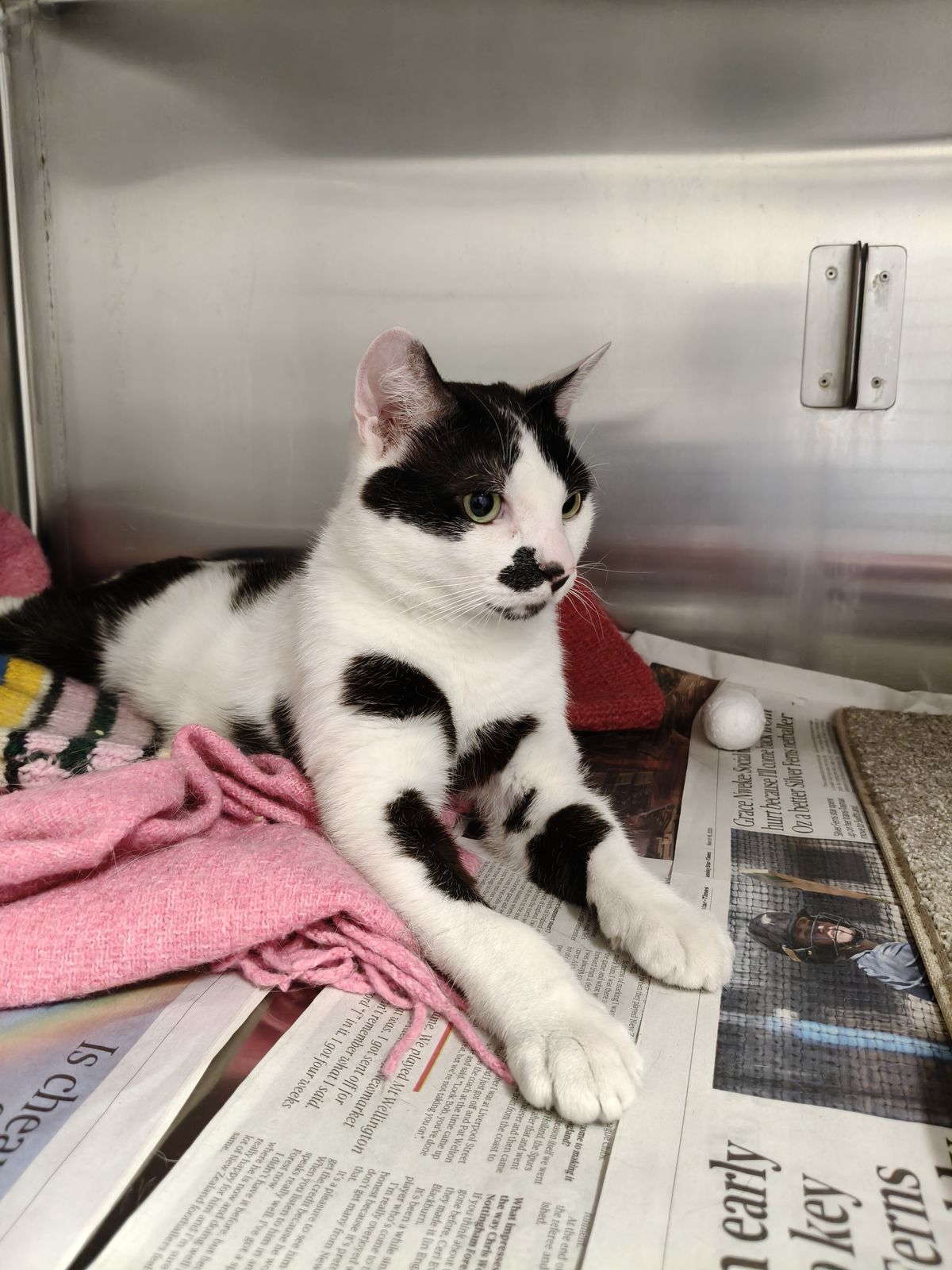 Gallery image: Monsieur Moo