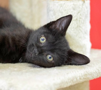 Sally - Domestic Short Hair