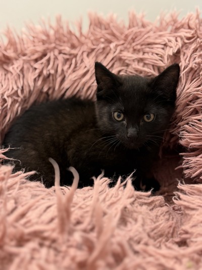 Rune - Domestic Short Hair