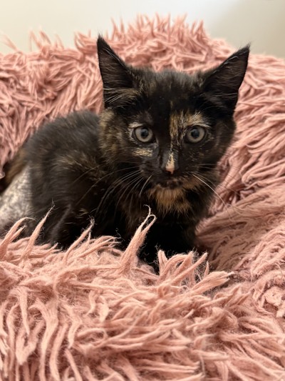 Rue - Domestic Short Hair