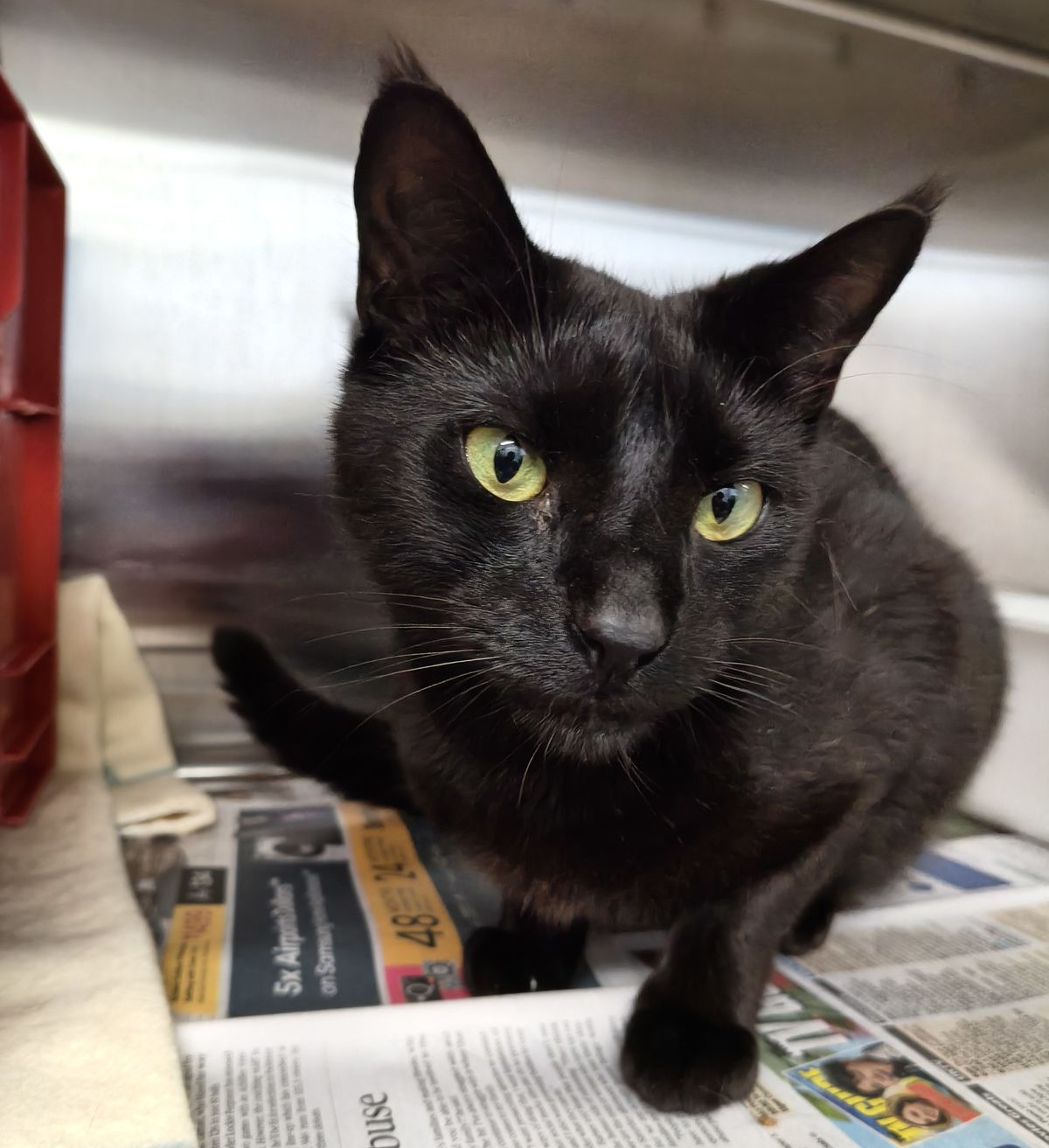 Gallery image: Hakari